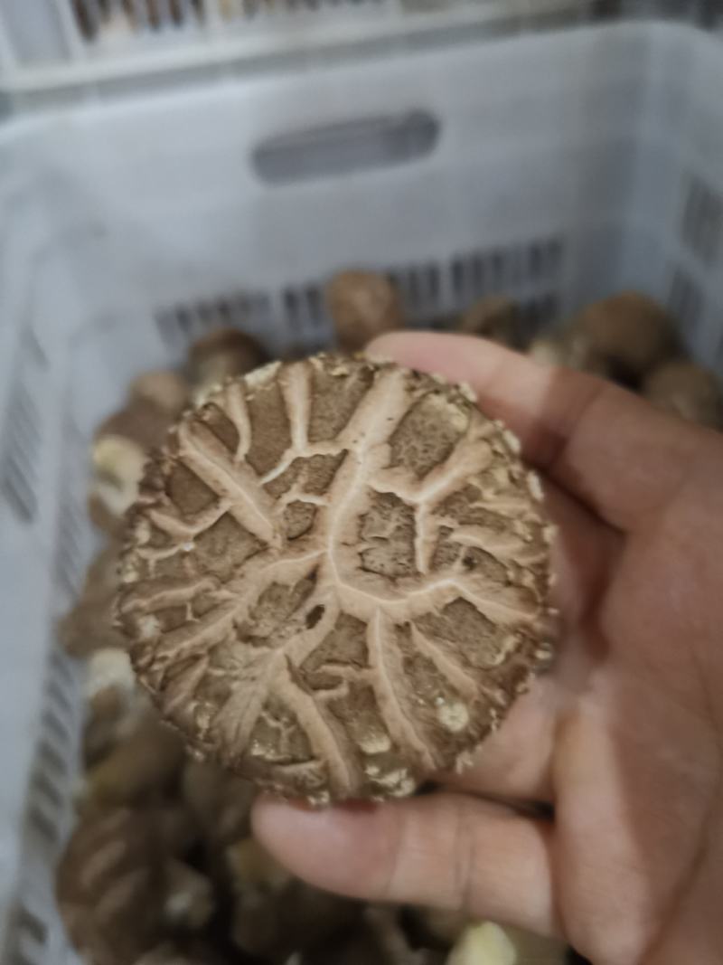 大花香菇，我们这里种植量大，管理技术好，有大花菇，中菇