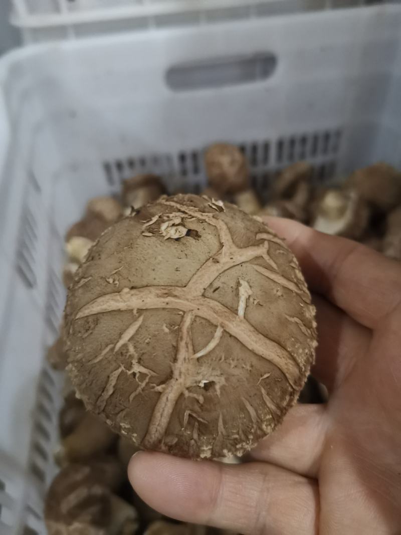 大花香菇，我们这里种植量大，管理技术好，有大花菇，中菇