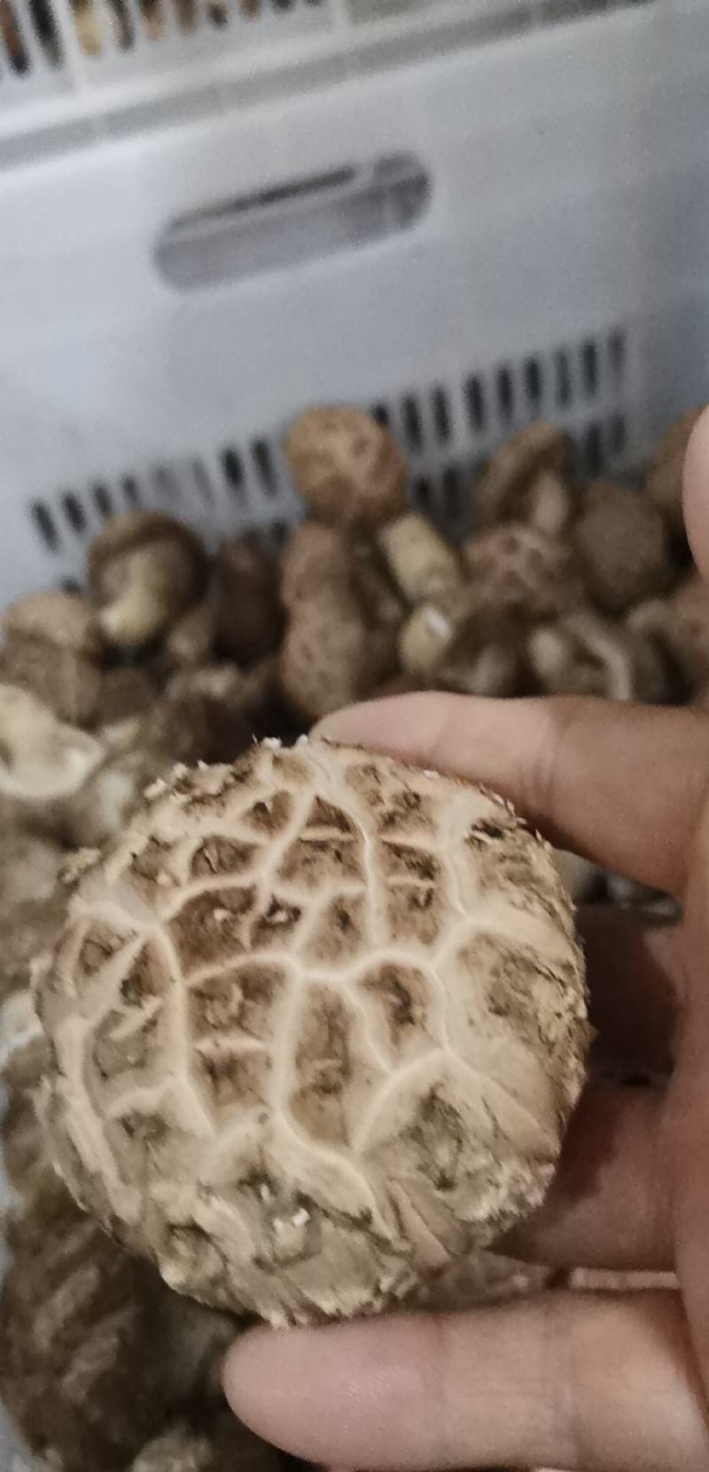 大花香菇，我们这里种植量大，管理技术好，有大花菇，中菇