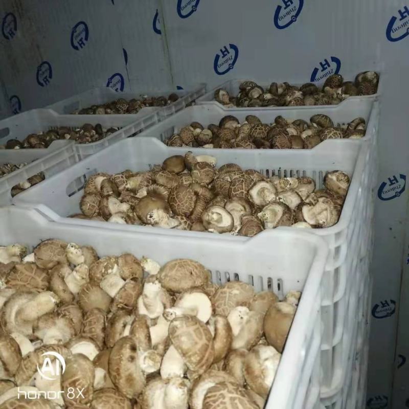 大花香菇，我们这里种植量大，管理技术好，有大花菇，中菇
