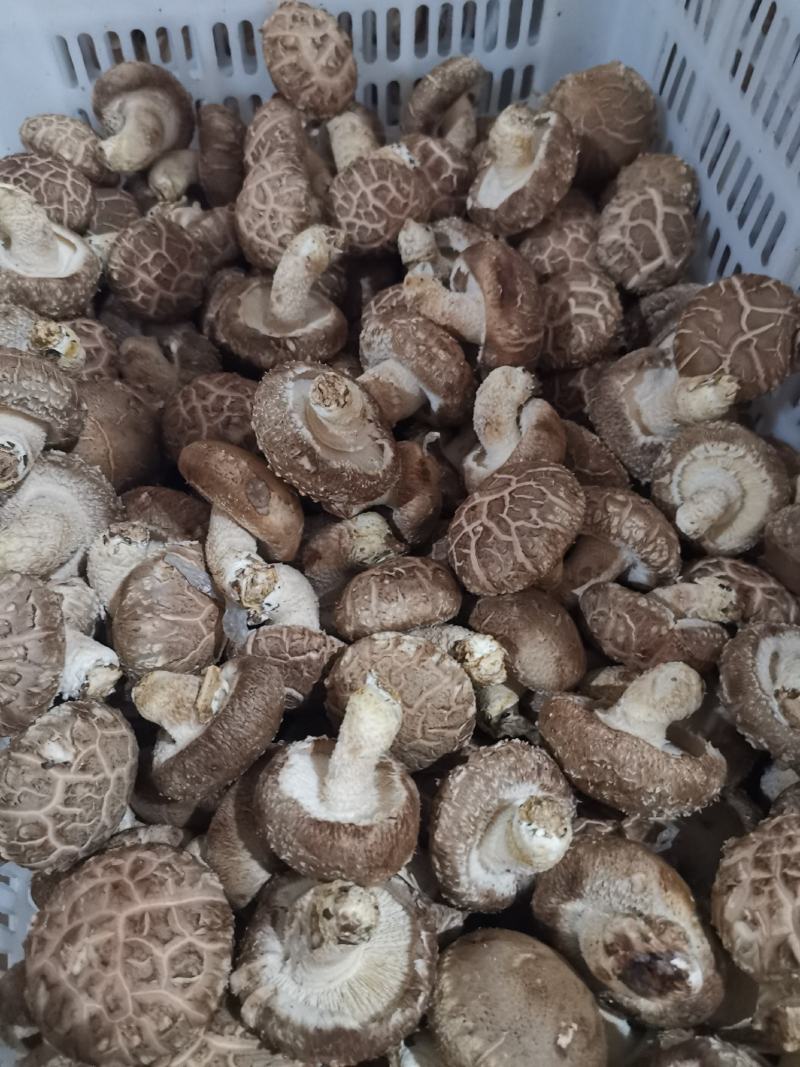 大花香菇，我们这里种植量大，管理技术好，有大花菇，中菇