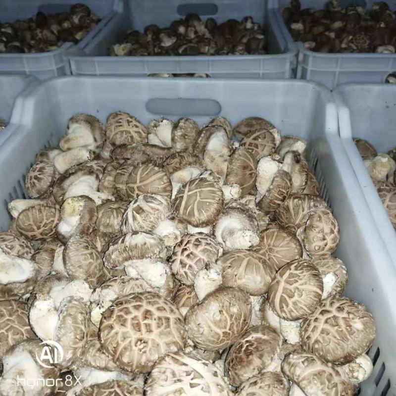 大花香菇，我们这里种植量大，管理技术好，有大花菇，中菇