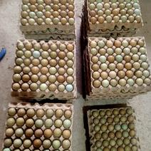 产地直销七彩山鸡蛋营养又好看，保新鲜保质量现拾现卖。