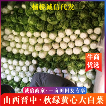 精品60白菜秋绿白菜黄心大白菜需要的抓紧，大量上市