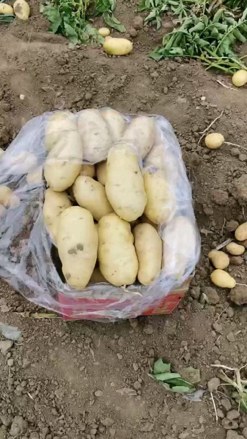 泗水县荷兰土豆，万亩产地，分级包装，一条龙服务