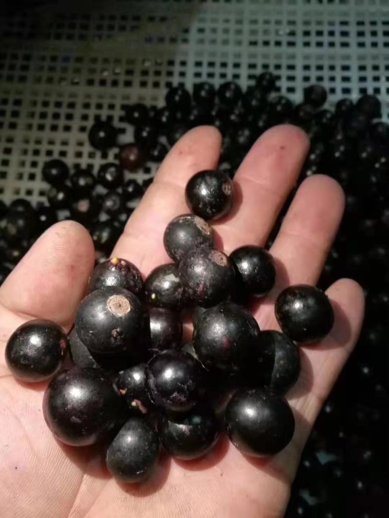 东北黑加仑黑醋栗鲜果黑豆果小浆果基地直供