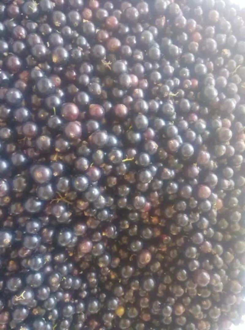东北黑加仑黑醋栗鲜果黑豆果小浆果基地直供