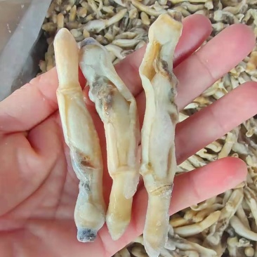 圣子螺肉/蛏子螺肉/海螺肉，一手货源，全国发货