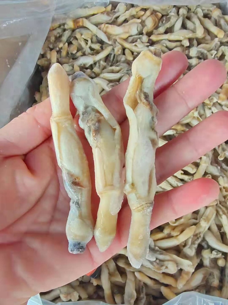 圣子螺肉/蛏子螺肉/海螺肉，一手货源，全国发货
