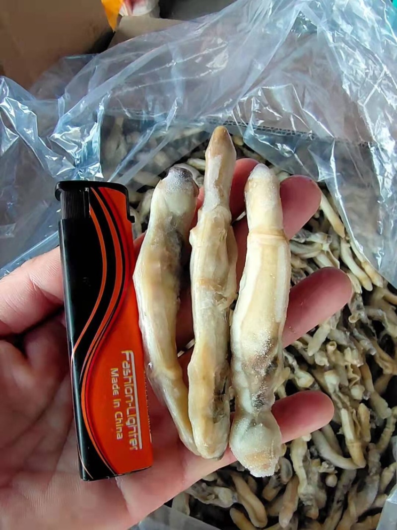 圣子螺肉/蛏子螺肉/海螺肉，一手货源，全国发货