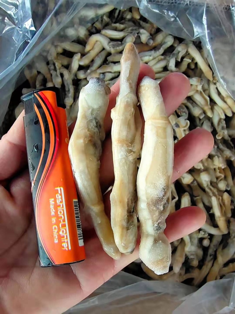 圣子螺肉/蛏子螺肉/海螺肉，一手货源，全国发货