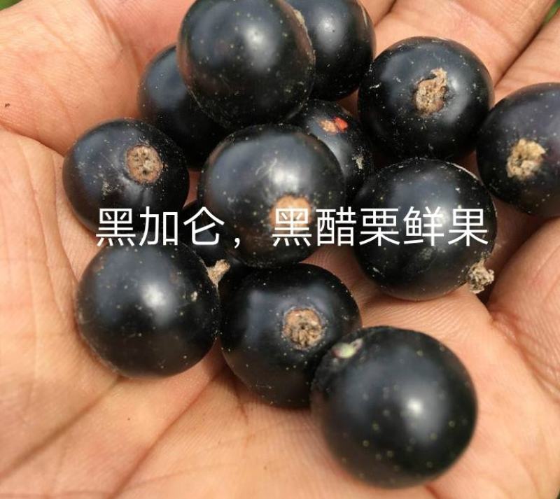 东北黑加仑黑醋栗鲜果黑豆果小浆果基地直供