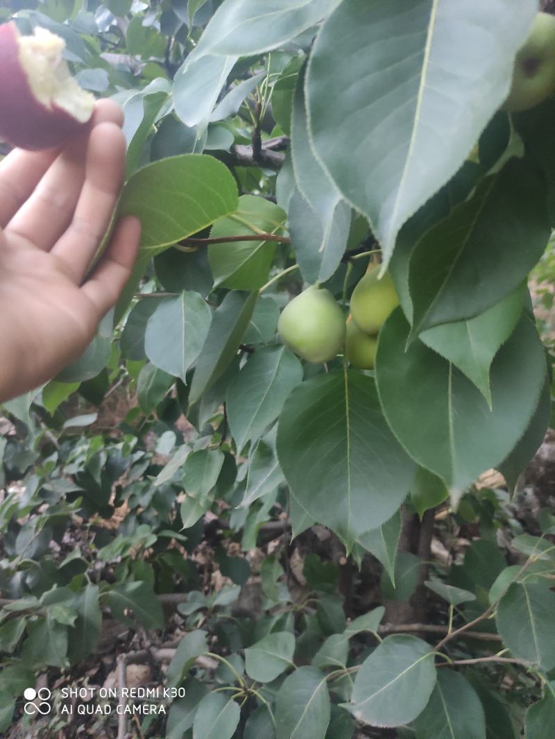 早熟梨