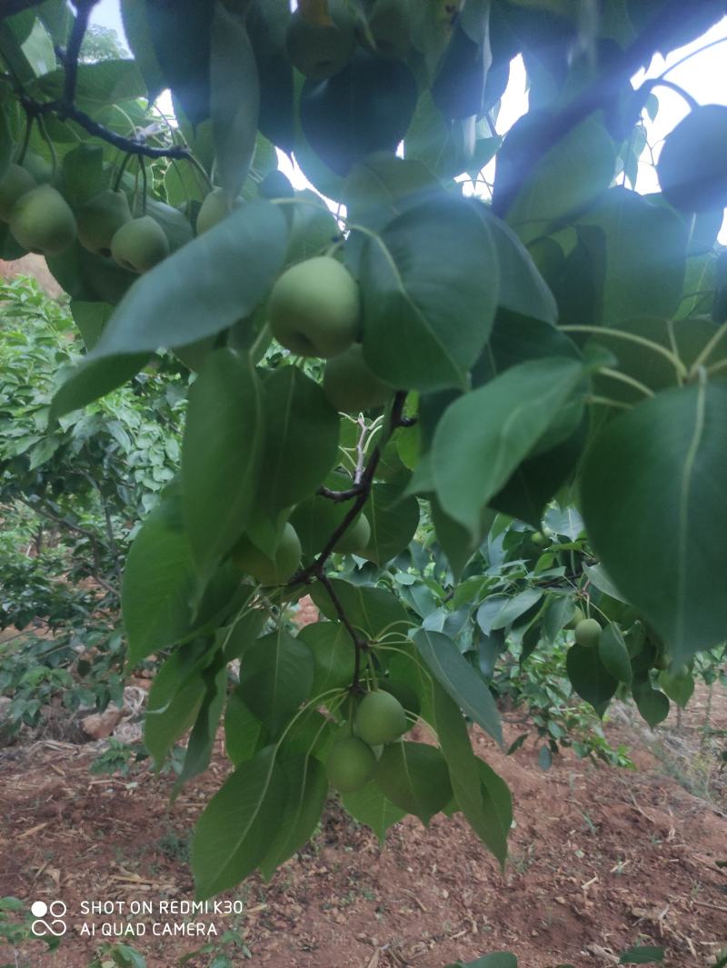 早熟梨
