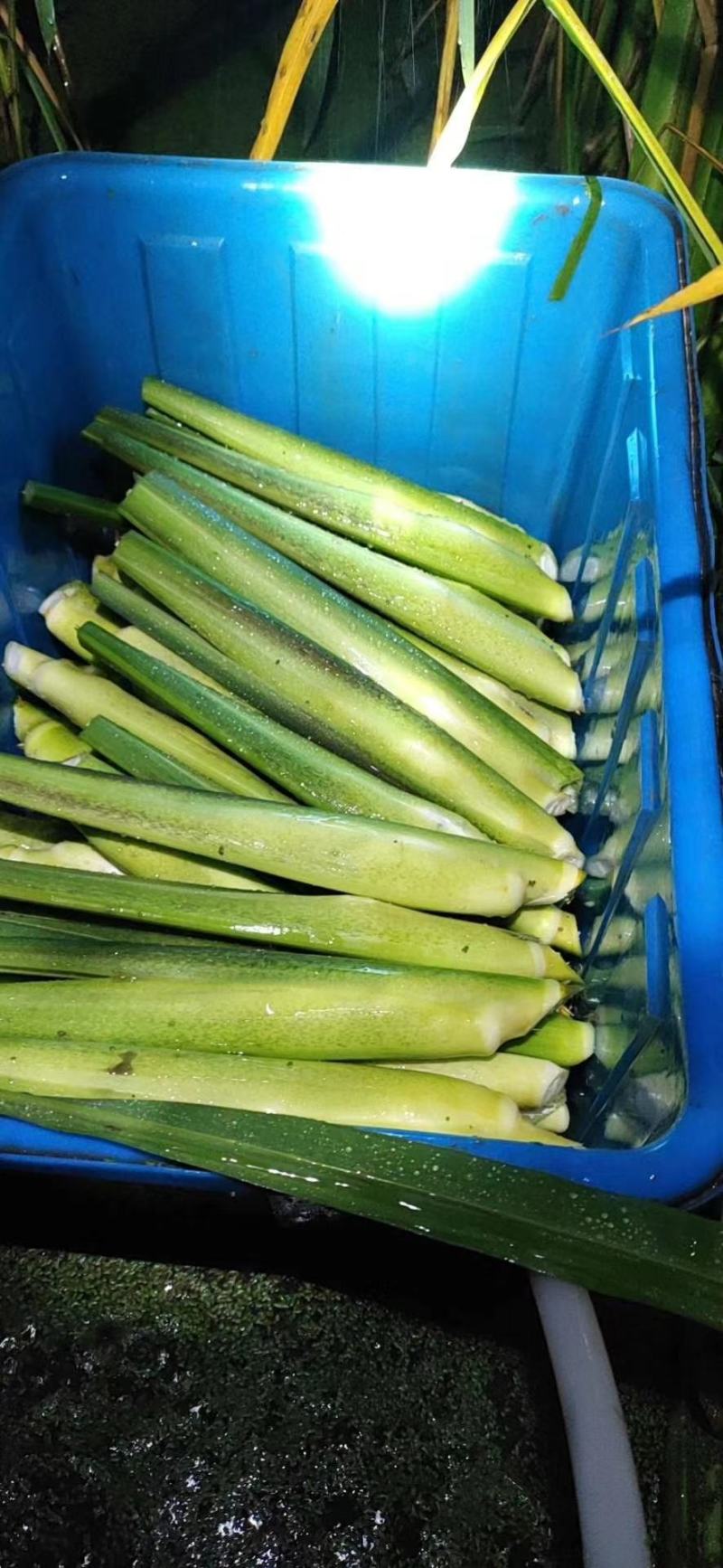 四川精品茭白上车价一块，质量有保证，价格优美，