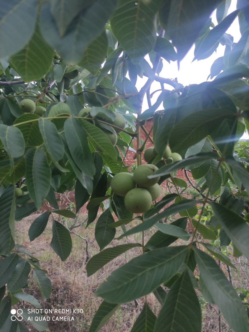 核桃