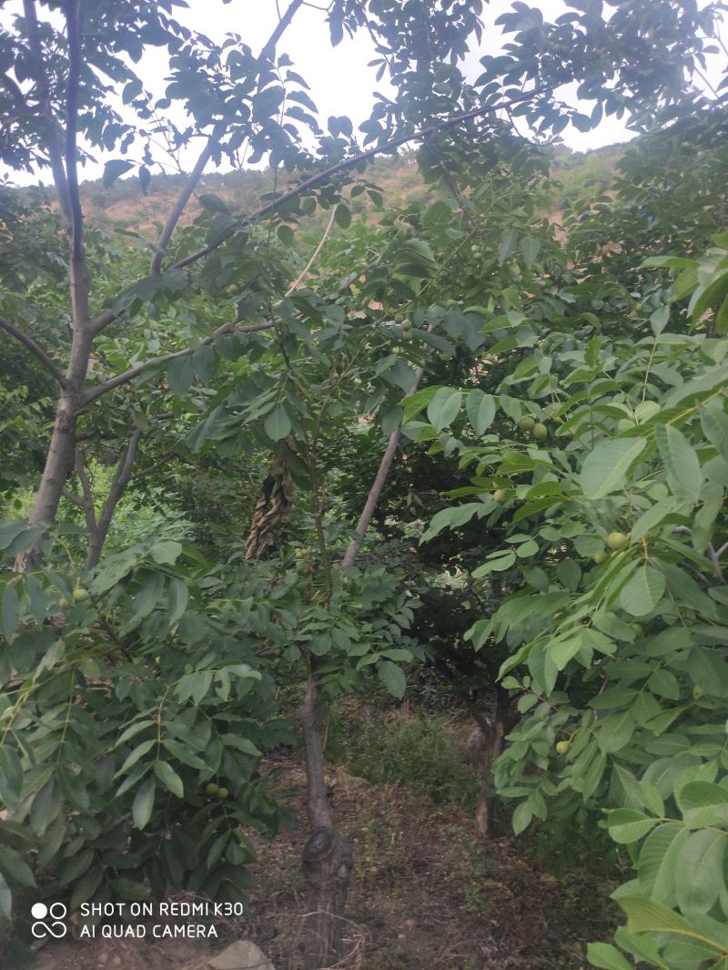 核桃