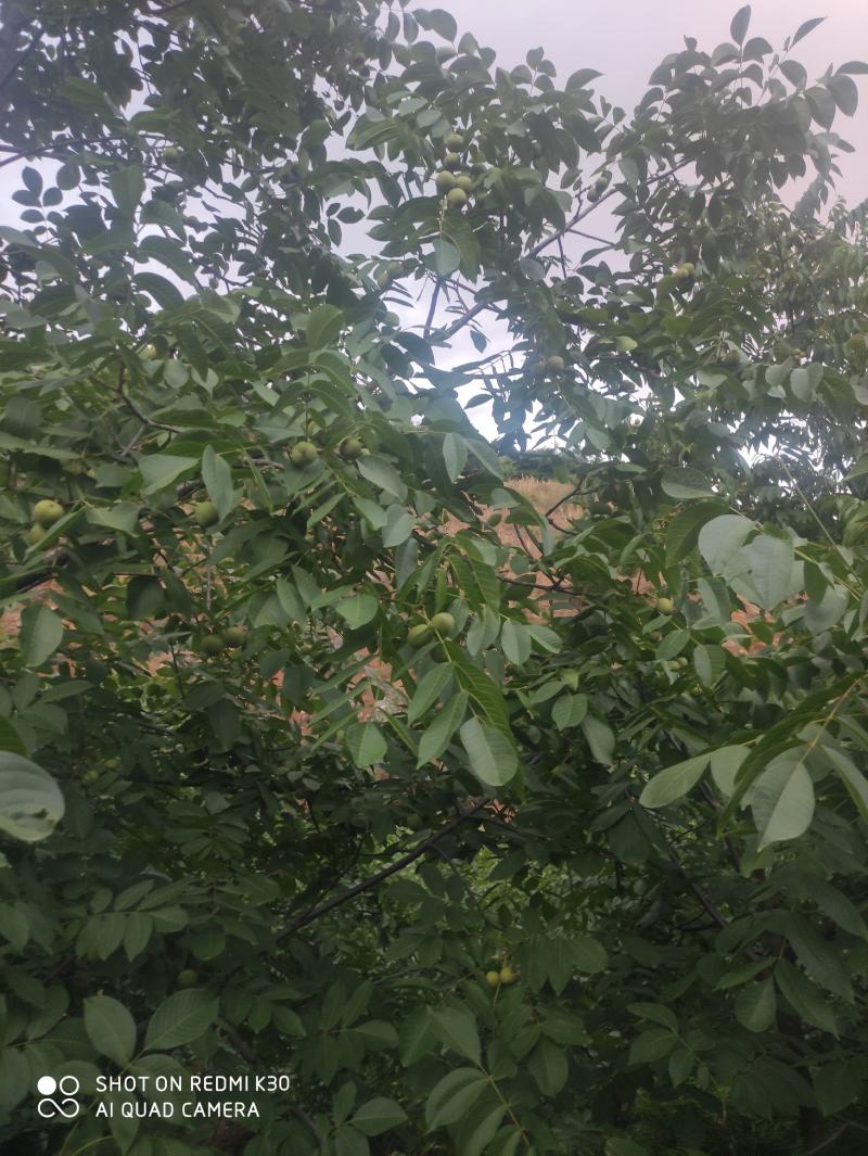 核桃