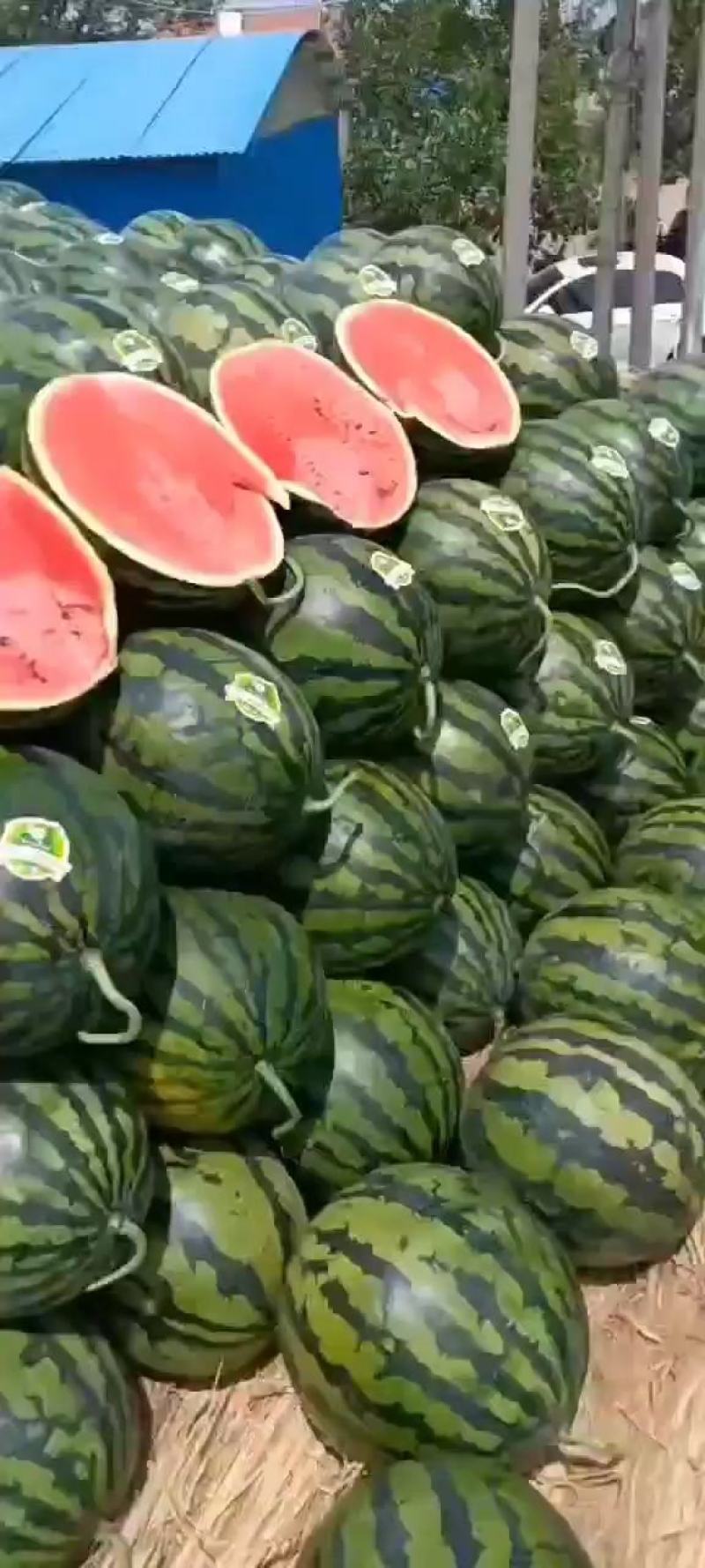 甜王精品瓜上市十斤打底九成熟，红瓤黑籽糖度13价格合适