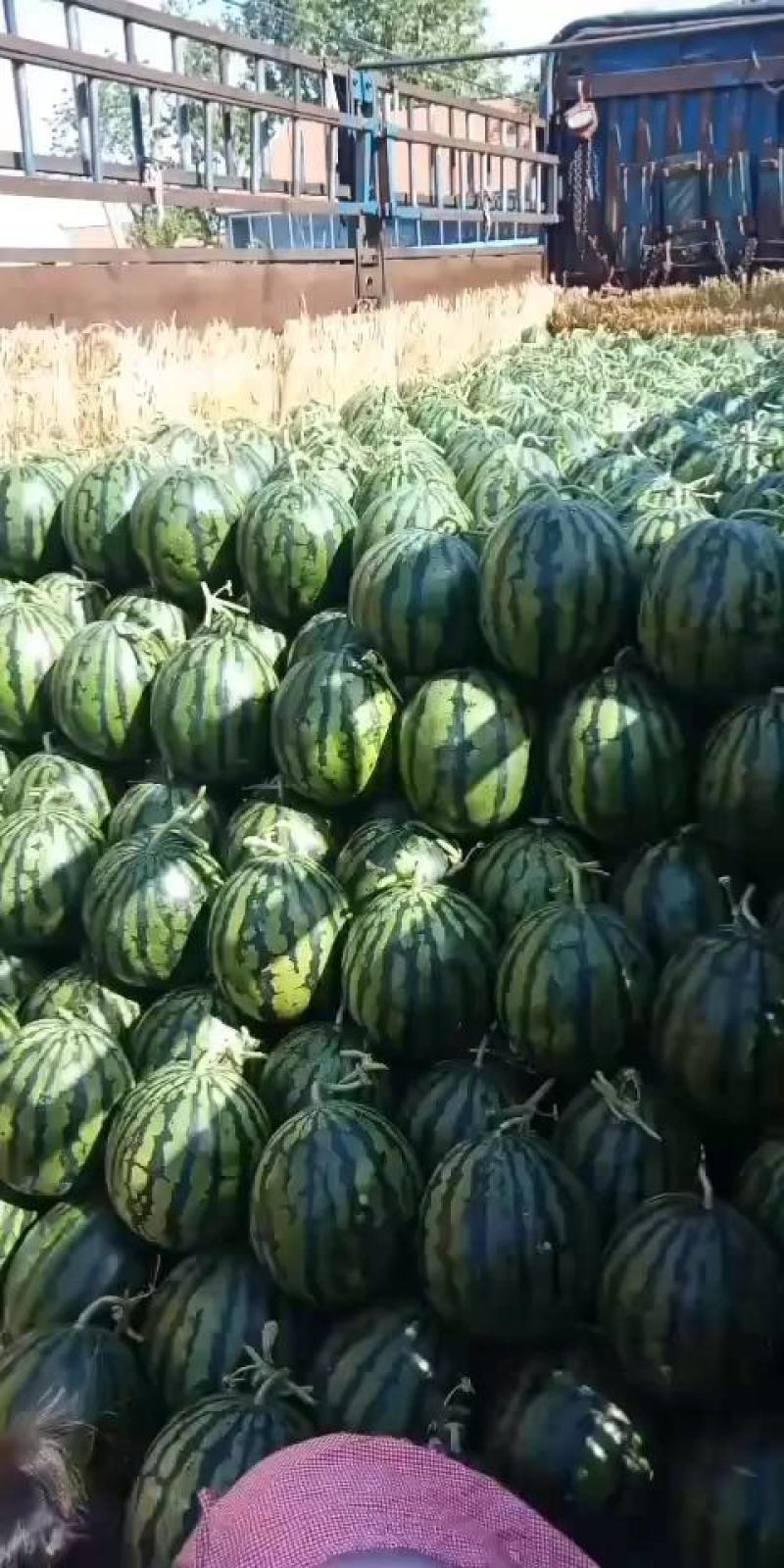 甜王精品瓜上市十斤打底九成熟，红瓤黑籽糖度13价格合适
