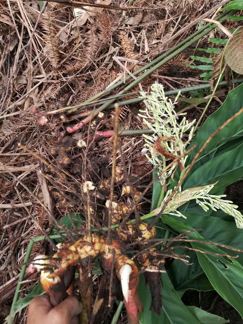 十万大山瑶乡深山采挖南姜山姜薯块种苗现采现发常年供应