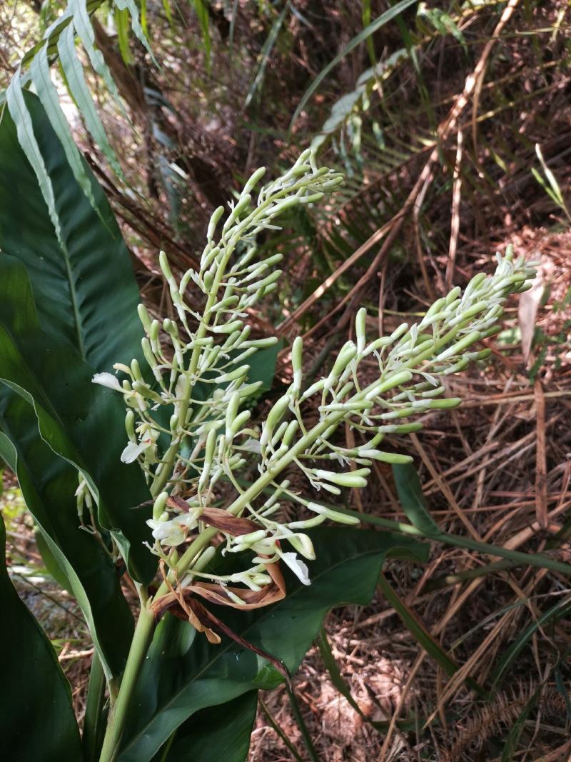 十万大山瑶乡深山采挖南姜山姜薯块种苗现采现发常年供应