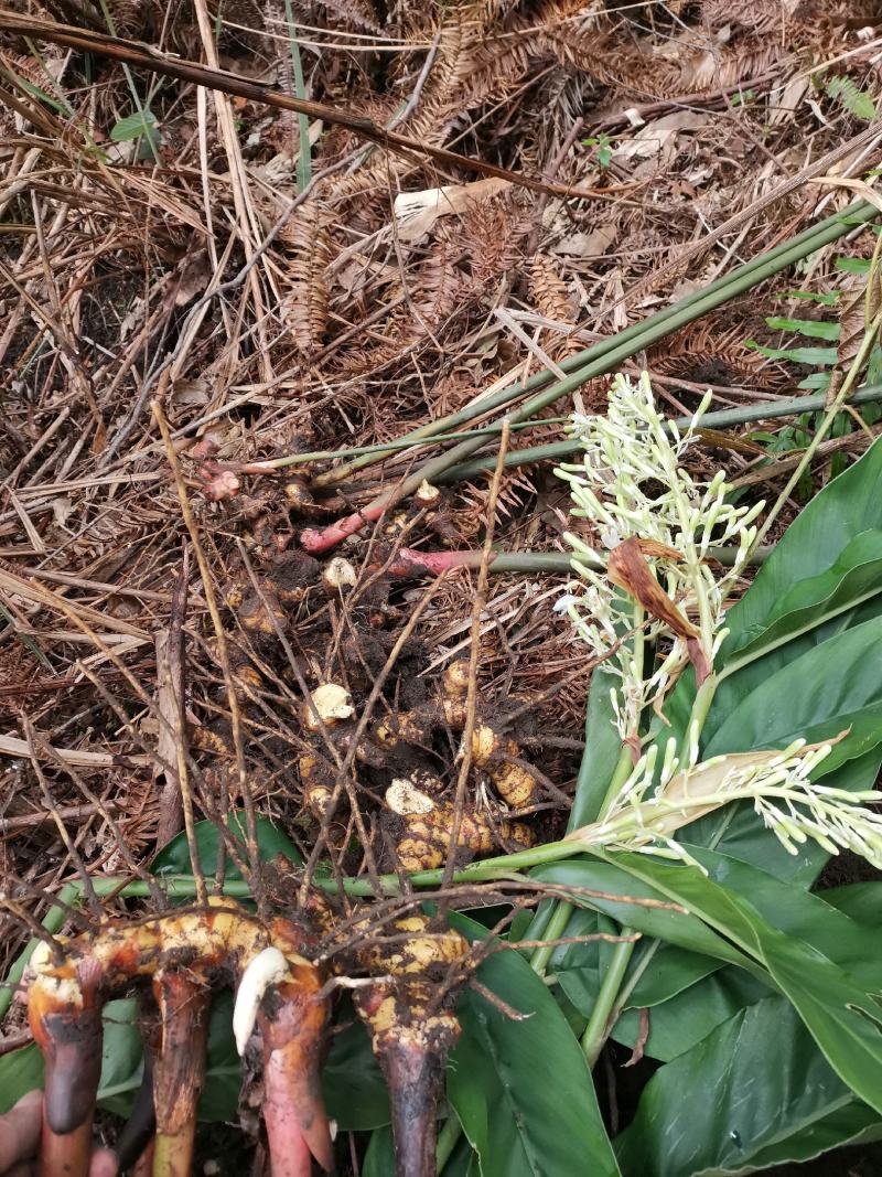 十万大山瑶乡深山采挖南姜山姜薯块种苗现采现发常年供应