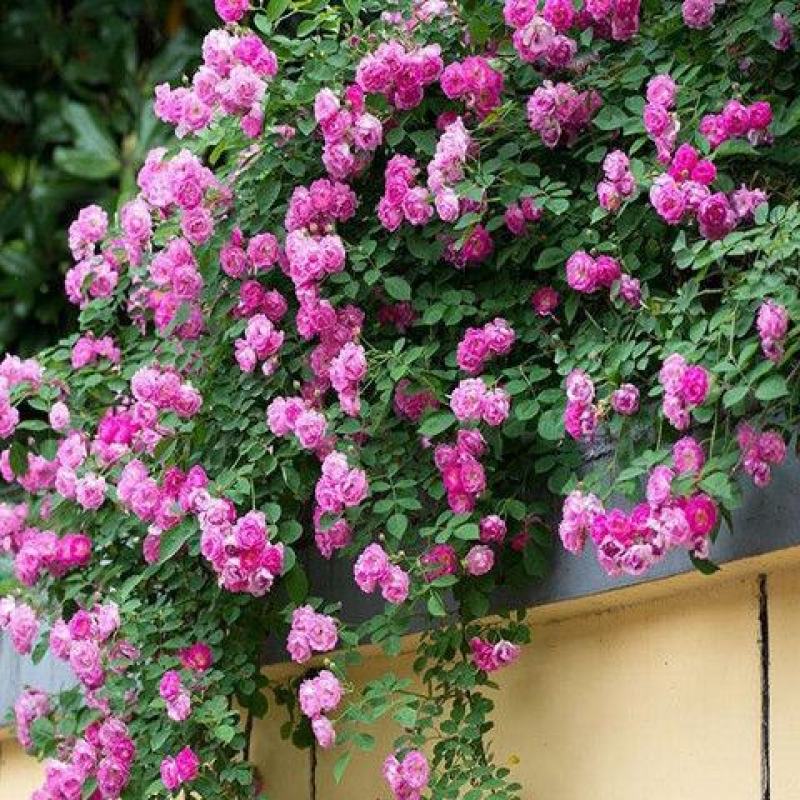 四季开花蔷薇花室内外爬藤绿植物蔷薇花庭院盆栽
