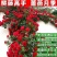四季开花蔷薇花室内外爬藤绿植物蔷薇花庭院盆栽