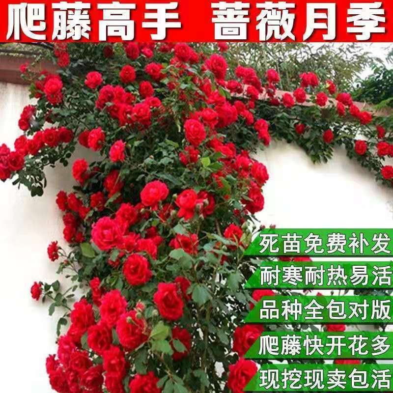 四季开花蔷薇花室内外爬藤绿植物蔷薇花庭院盆栽
