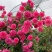 四季开花蔷薇花室内外爬藤绿植物蔷薇花庭院盆栽