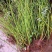 四季开花蔷薇花室内外爬藤绿植物蔷薇花庭院盆栽