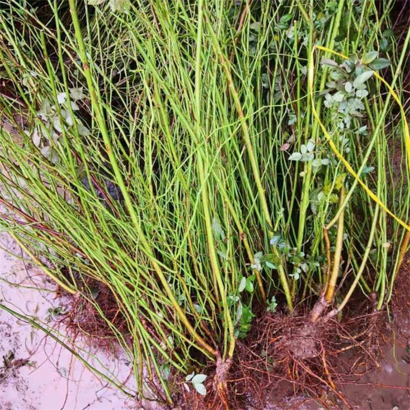 四季开花蔷薇花室内外爬藤绿植物蔷薇花庭院盆栽