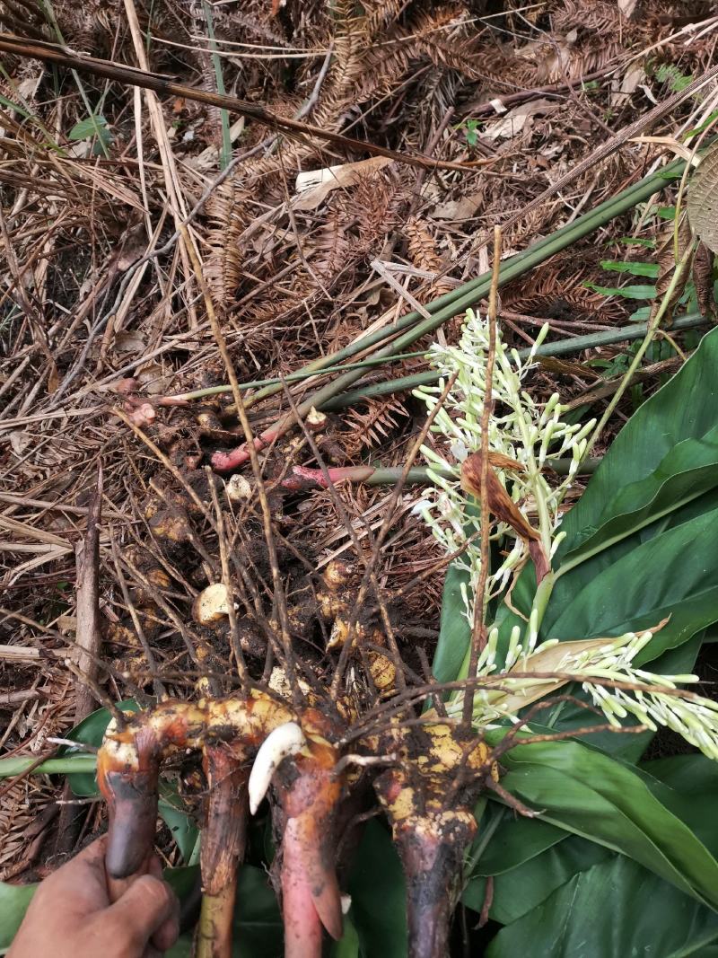 十万大山瑶乡深山采挖南姜山姜薯块种苗现采现发常年供应