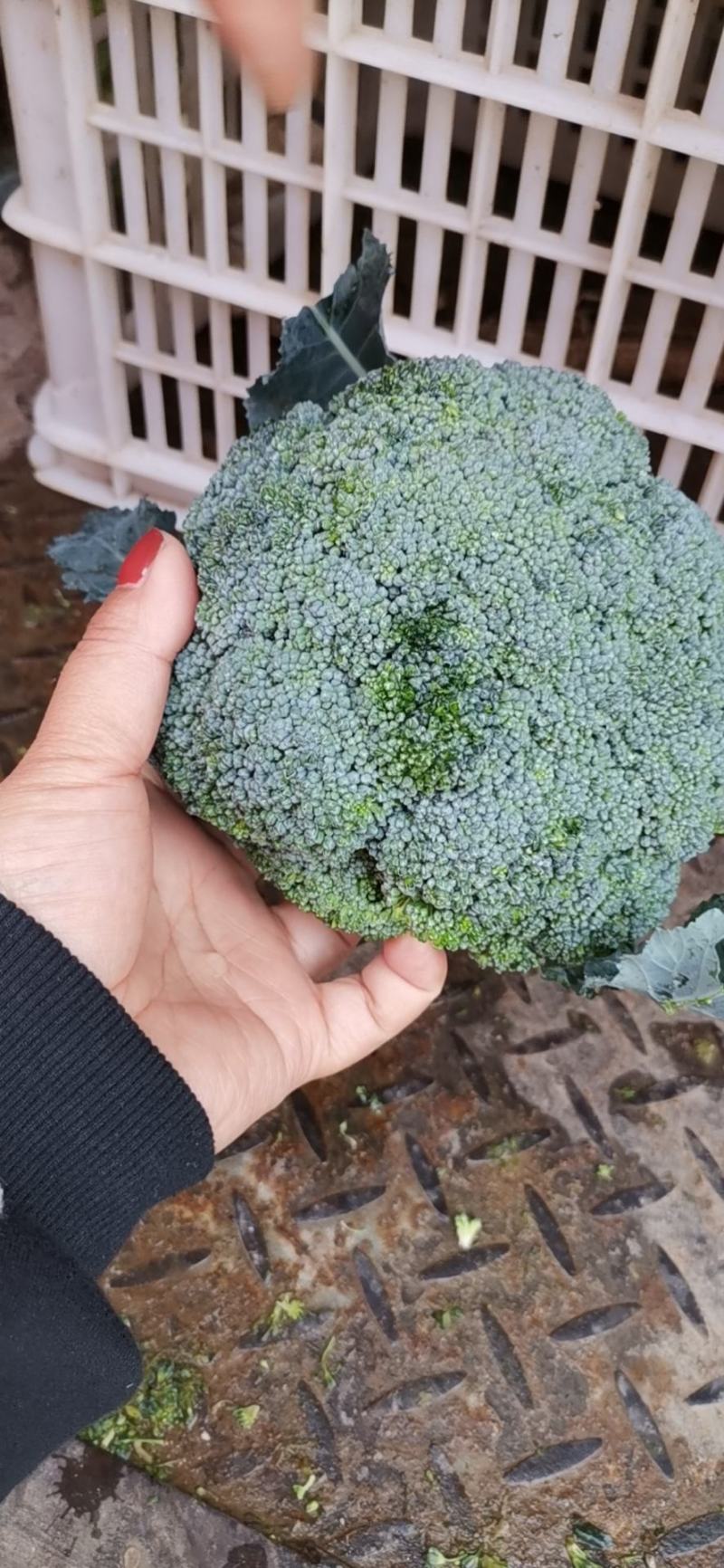 邯郸蔬菜