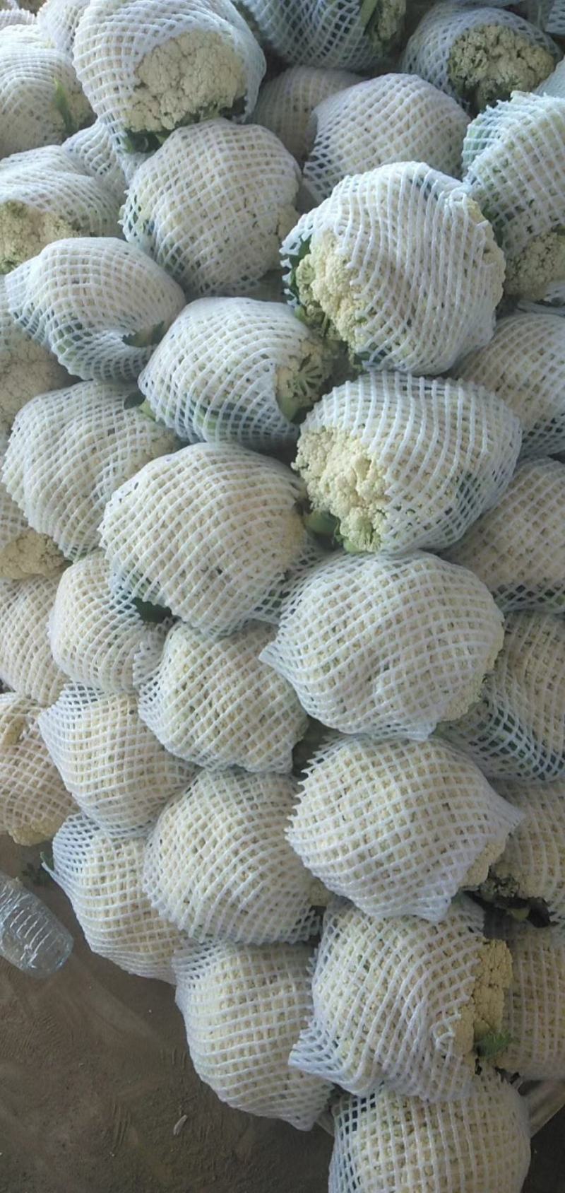 邯郸蔬菜