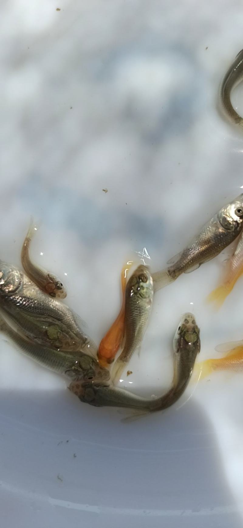 鲤鱼苗快速长大，耐养，少病。高密度