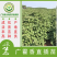 广藿香苗批发产地直销，优质苗种直插苗成活率高