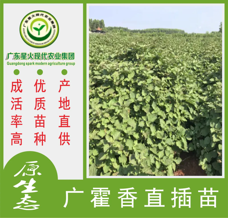 广藿香苗批发产地直销，优质苗种直插苗成活率高