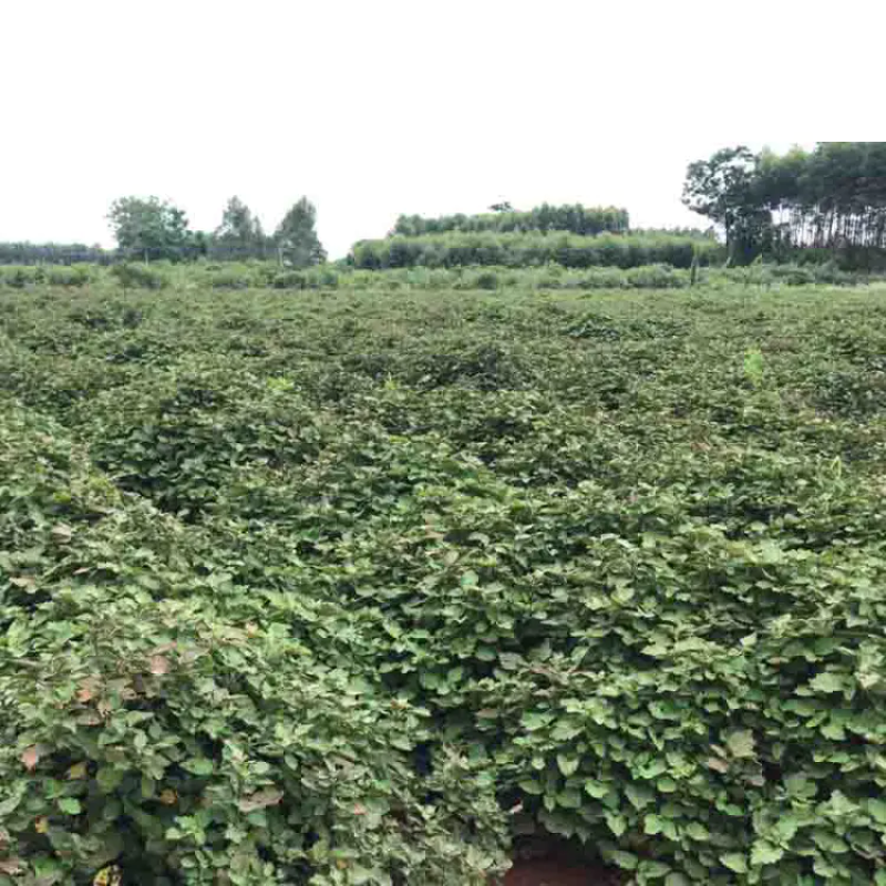 广藿香苗批发产地直销，优质苗种直插苗成活率高