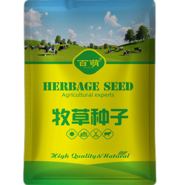 进口墨西哥玉米草种子宽叶四季高产种子养牛饲料耐旱贫瘠牧草