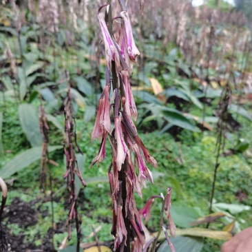 贵州中药材毛慈菇果夹毛慈菇种