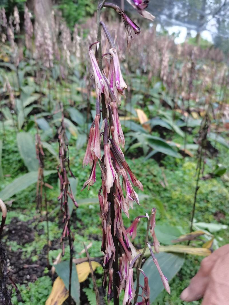 贵州中药材毛慈菇果夹毛慈菇种