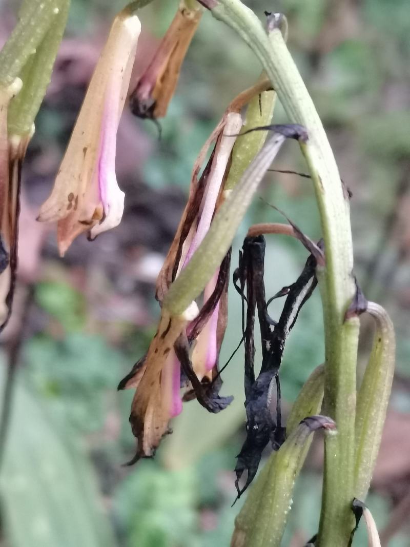 贵州中药材毛慈菇果夹毛慈菇种