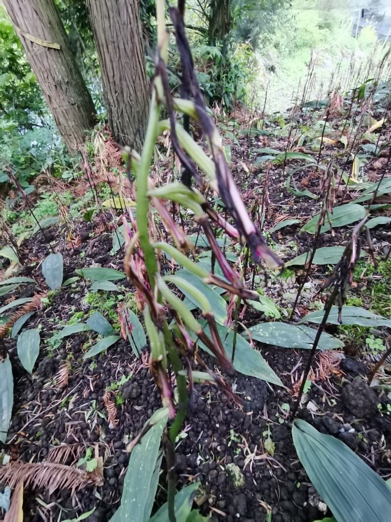 贵州中药材毛慈菇果夹毛慈菇种