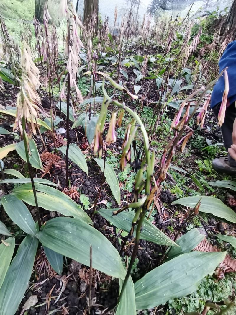 贵州中药材毛慈菇果夹毛慈菇种