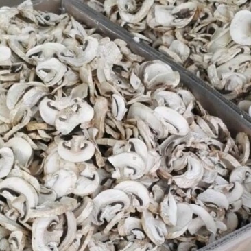 新季双孢菇热风干干片。本产品支持检测。无农残无多菌灵可定