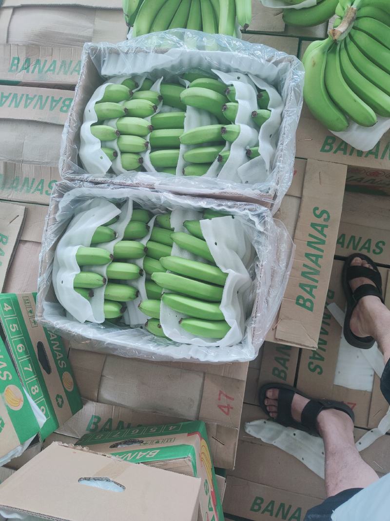 缅甸进口香蕉