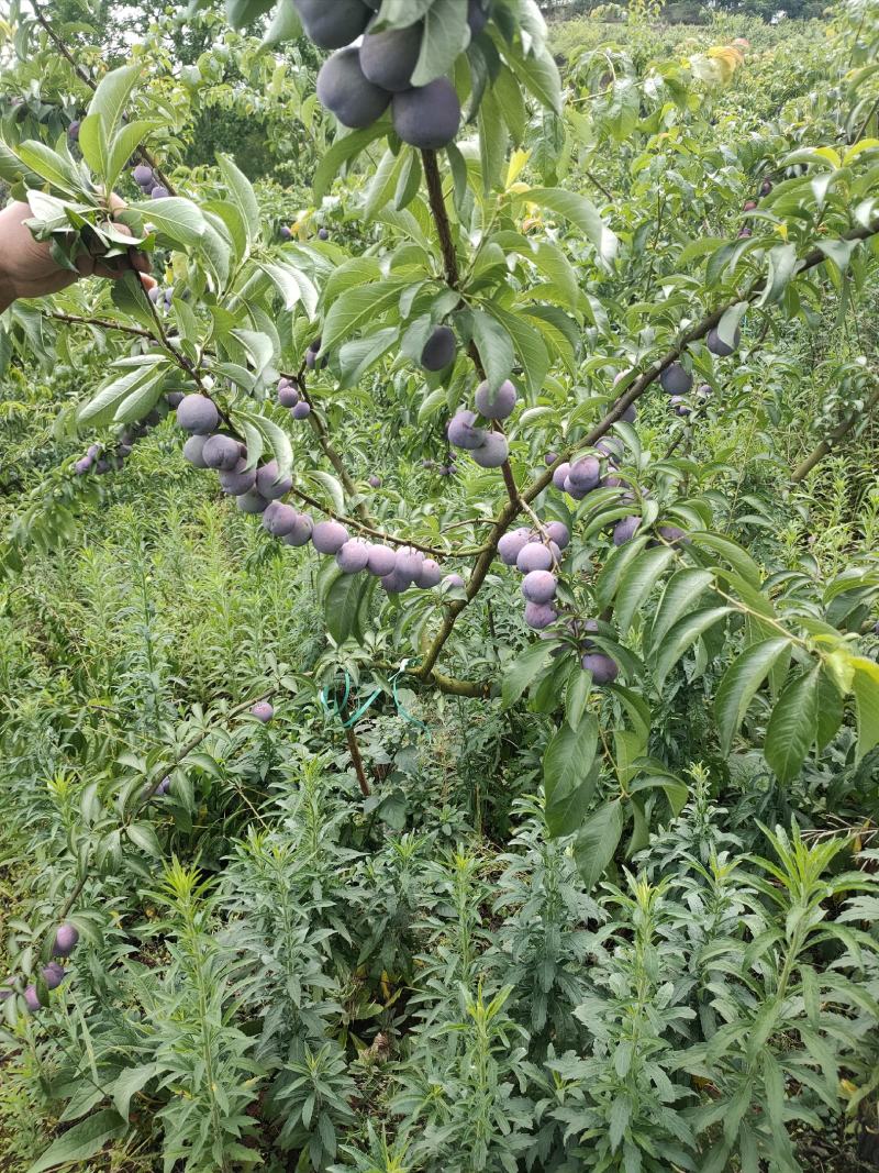 四川脆红李子。大型基地。一手货源。口感甜脆。