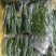 易农果蔬冻品树仔菜